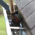Clogged Gutters